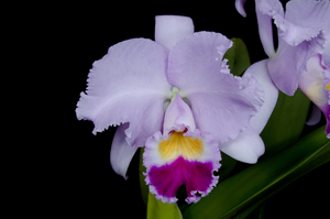 Cattleya trianiae 'Kimberly Burzell' HCC 75pts.